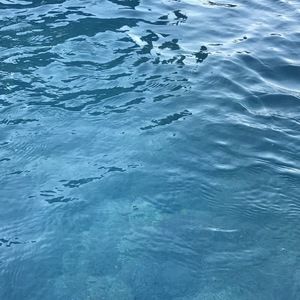 Meet your Posher, Maya